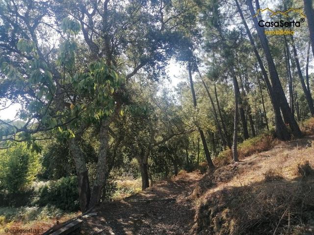 Terreno venda em Castelo Branco, Cumeada