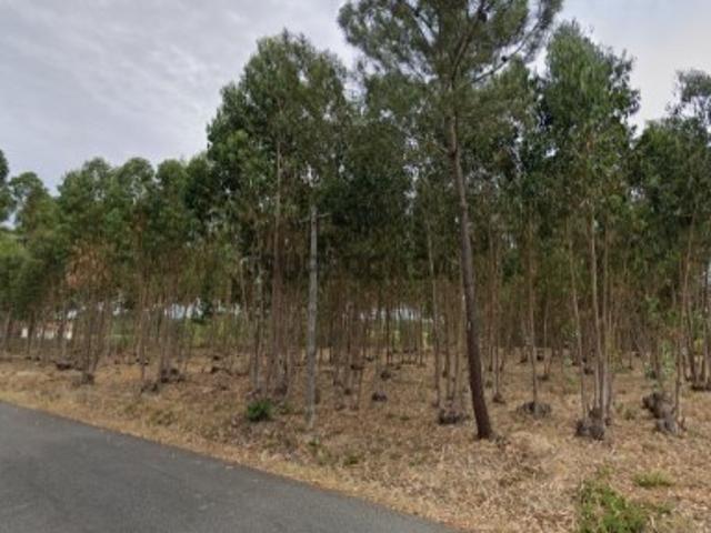 Terreno venda em Cartaxo, Casais da Lapa Terreno venda em Cartaxo, Casais da Lapa