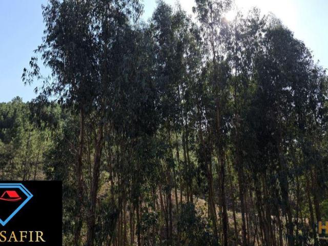 Terreno venda em Castelo Branco, Vila De Rei