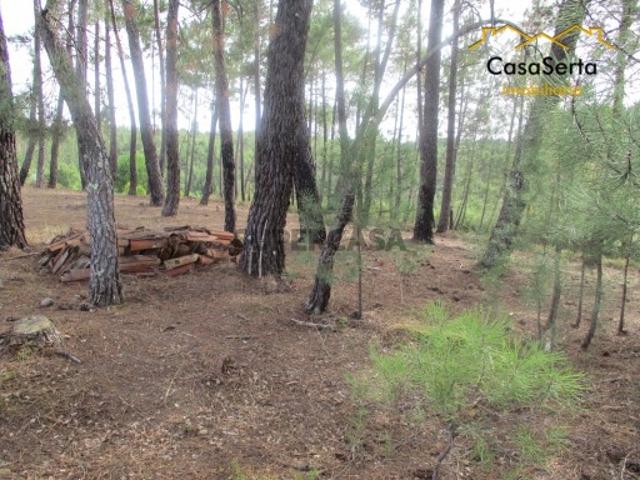 Terreno venda em Castelo Branco, Cumeada