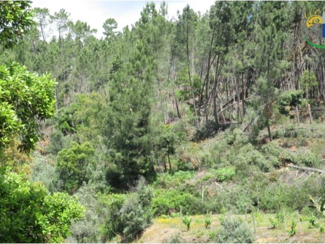 Terreno venda em Castelo Branco, Proença-a-nova
