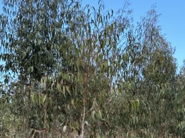 Terreno venda em Rio Maior, Santarém