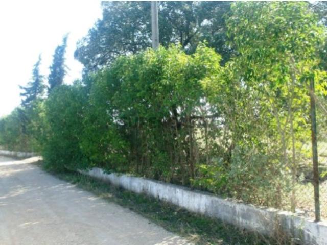 Terreno venda em Tomar, Santarém