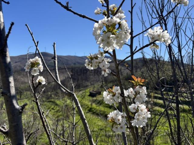 Terreno venda em Castelo Branco, Aldeia Nova Do Cabo
