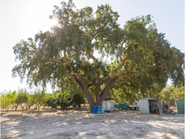 Terreno venda em Coruche, Santarém