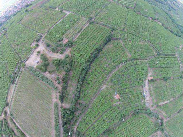 Terreno in vendita a Monteforte D'alpone, Veneto
