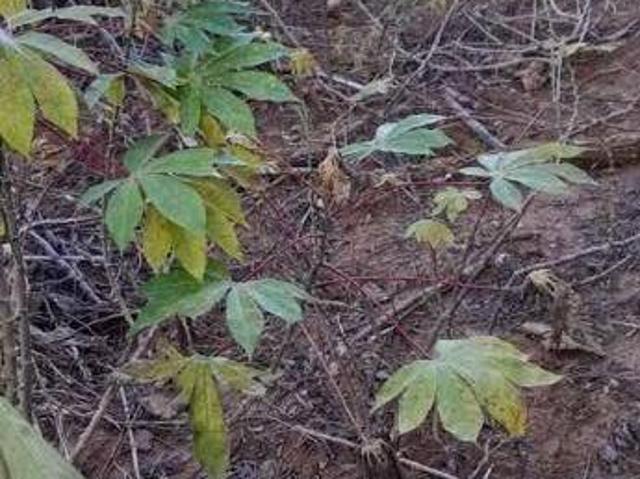 Terreno venda em Região Imediata de Sorocaba, Região Metropolitana de Sorocaba