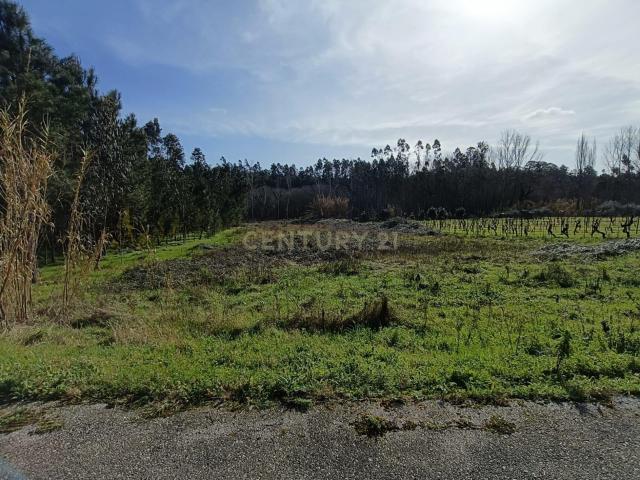 Terreno venda em Anadia, Aveiro