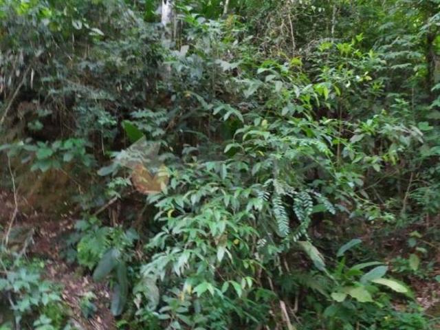 Terreno venda em Região Imediata de Caraguatatuba-Ubatuba-São Sebastião, Região Metropolitana do Vale do Paraíba e Litoral Norte