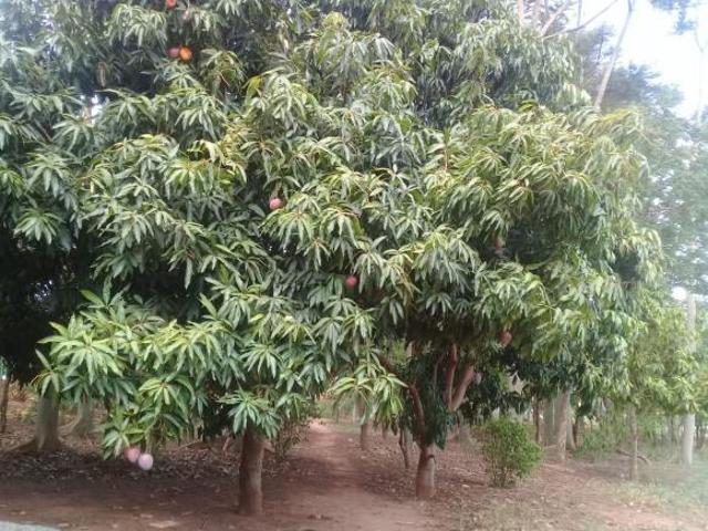 Terreno venda em Região Imediata de Birigui-Penápolis, Buritama