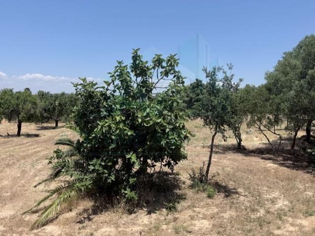 Terreno venda em Albufeira e Olhos de Água, Albufeira