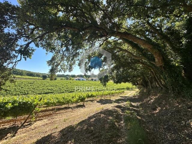 Terreno venda em Azeitão (São Lourenço e São Simão), Setúbal