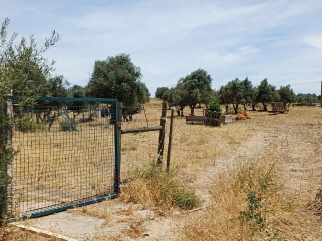 Terreno venda em São João de Negrilhos, Beja