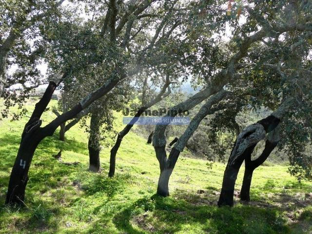 Terreno venda em Almodôvar, Beja