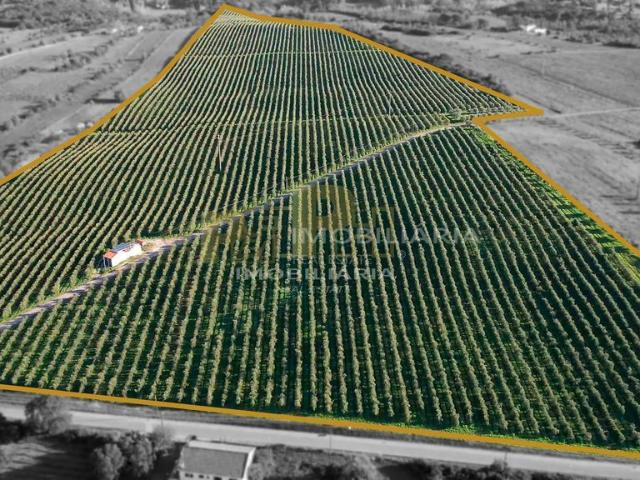 Terreno venda em Santarém