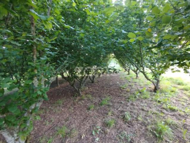 Terreno venda em Lages de Ranhados, Viseu