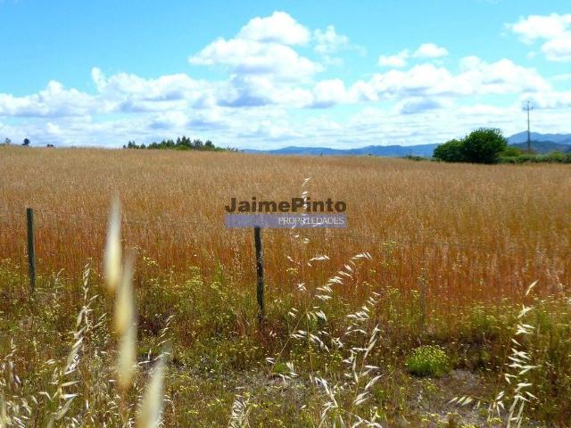 Terreno venda em Castelo Branco