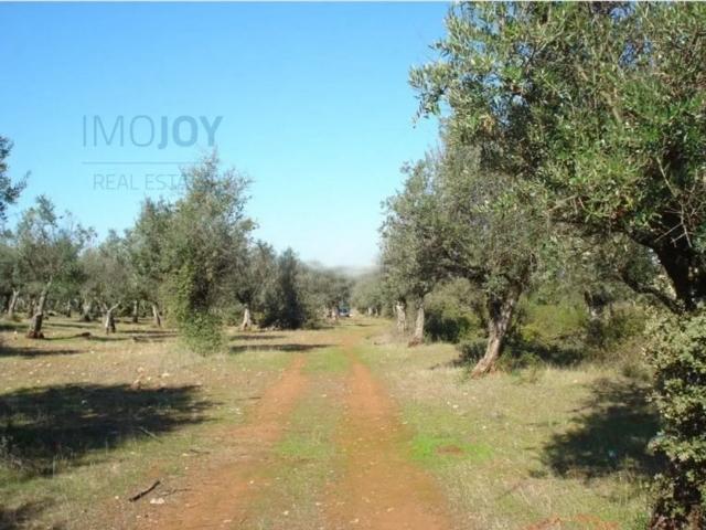 Terreno venda em Borba (Matriz), Borba