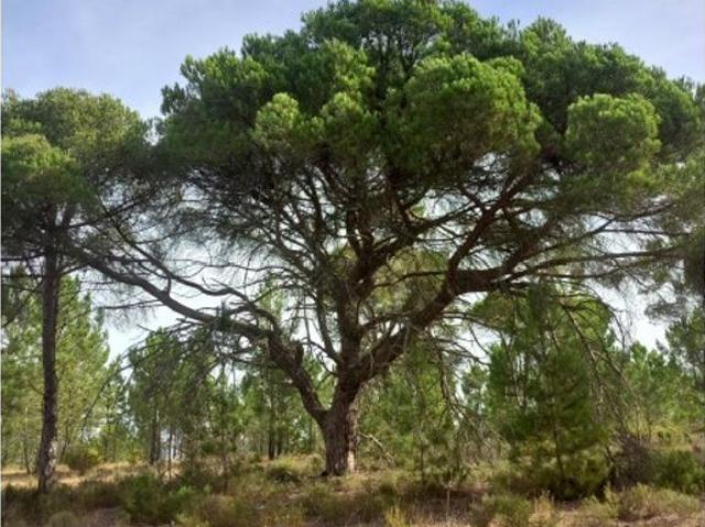 Terreno venda em Comporta, Alcácer do Sal