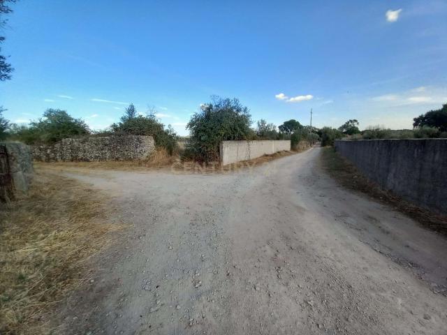 Terreno venda em Castelo Branco