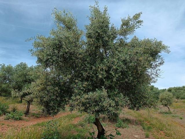 Terreno venda em Elvas, Portalegre