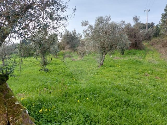 Terreno venda em Abrantes, Santarém