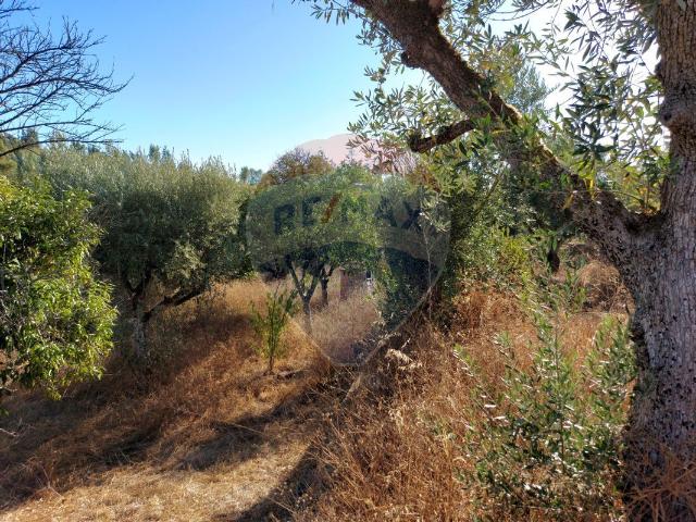 Terreno venda em Abrantes, Santarém