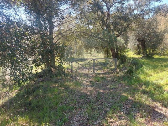 Terreno venda em Abrantes, Santarém