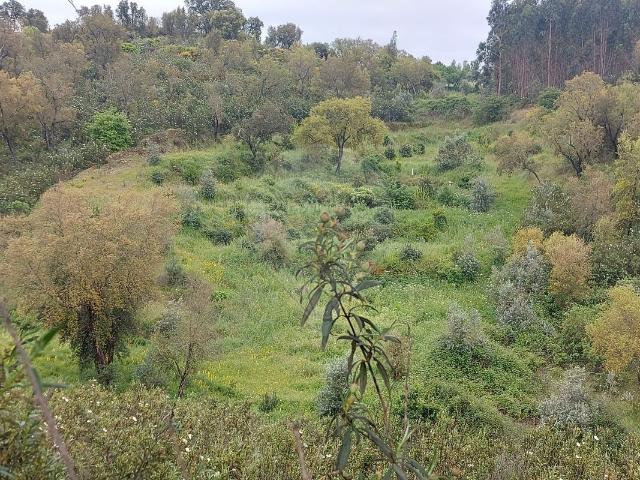 Terreno venda em Abrantes, Santarém