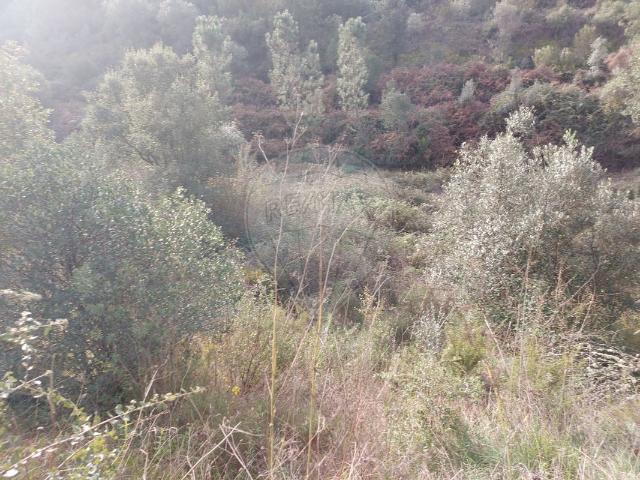 Terreno venda em Abrantes, Santarém