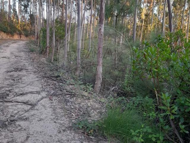 Terreno venda em Alcobaça, Leiria