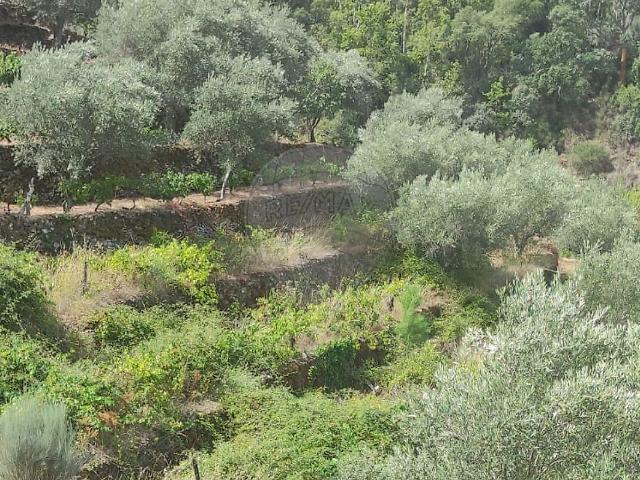 Terreno venda em Alijó, Vila Real