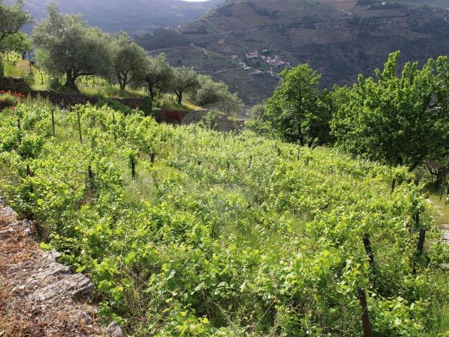 Terreno venda em Alijó, Vila Real