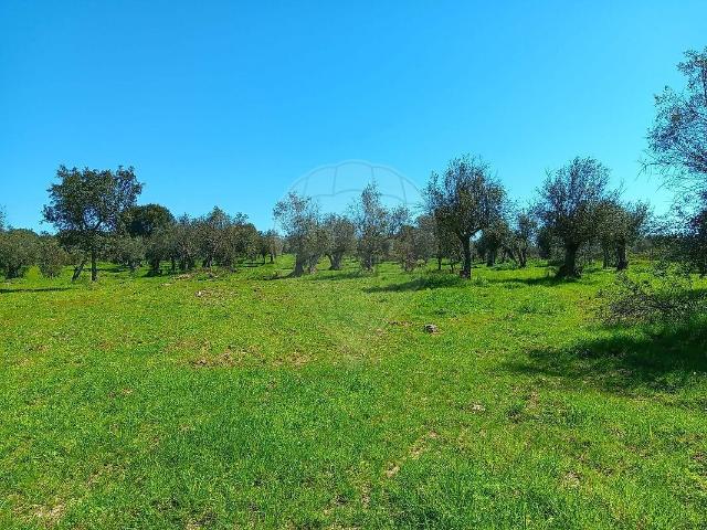 Terreno venda em Nisa, Portalegre