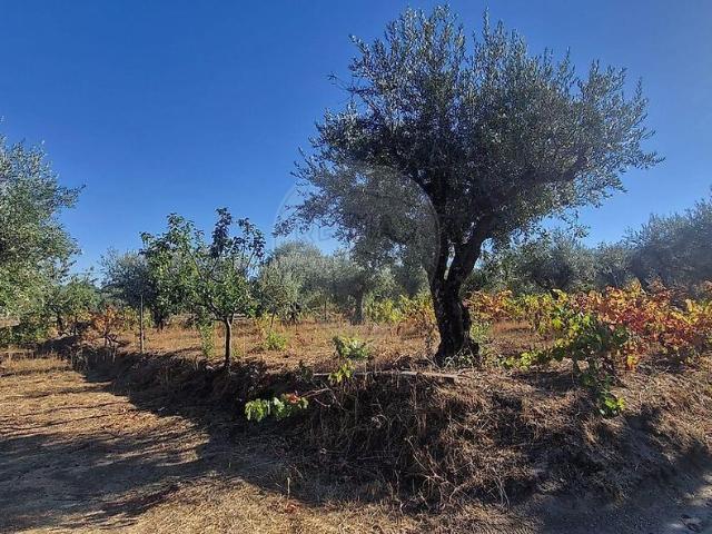 Terreno venda em Alpedrinha, Fundão