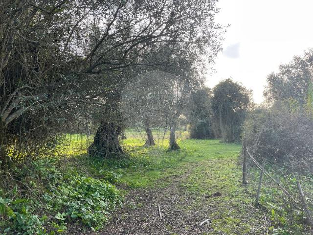 Terreno venda em Alter Do Chão, Portalegre