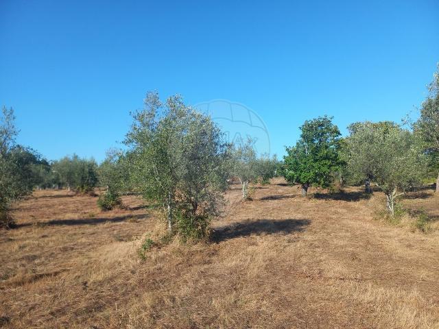 Terreno venda em Picanços, Pussos