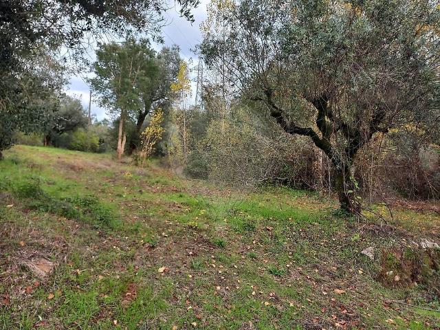 Terreno venda em Rominha, Alvaiázere