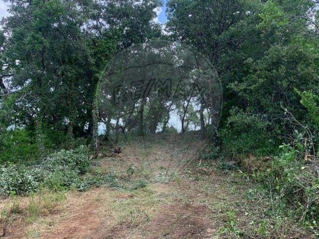Terreno venda em Rio, Alvaiázere