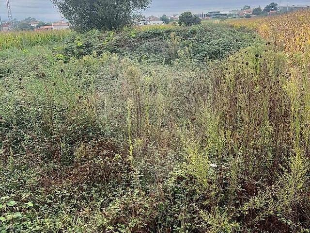 Terreno venda em Alvelos, Barcelos