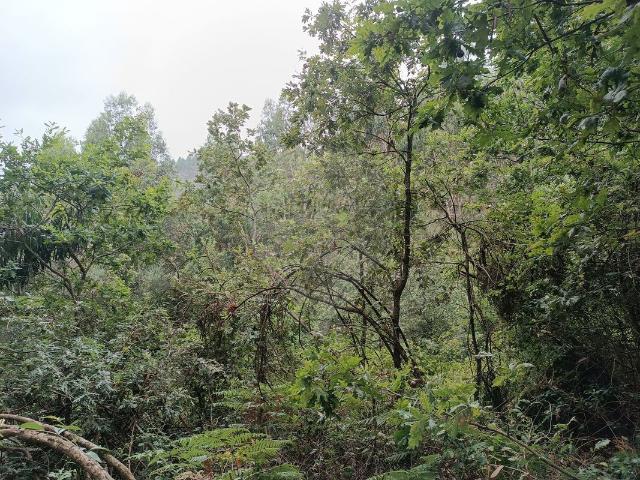 Terreno venda em Amarante, Porto