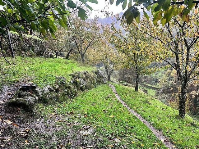 Terreno venda em São Romão de Aregos, Anreade e São Romão de Arego