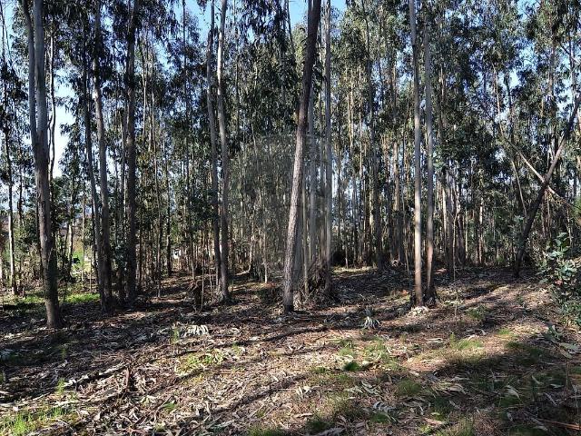 Terreno venda em Arcozelo das Maias, Oliveira de Frades