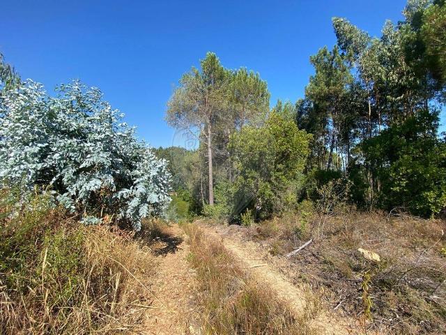 Terreno venda em Arganil