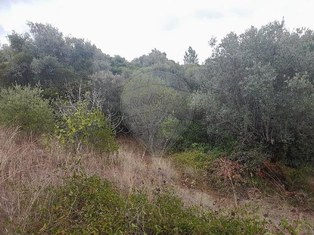 Terreno alugar em Assentiz, Torres Novas