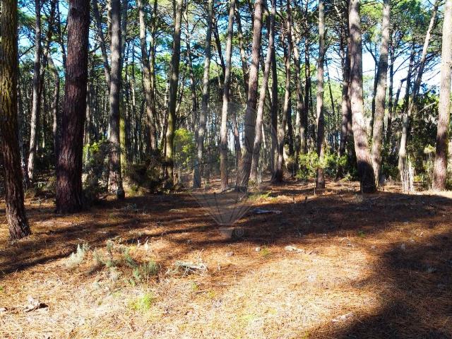 Terreno venda em Selão, Sintra