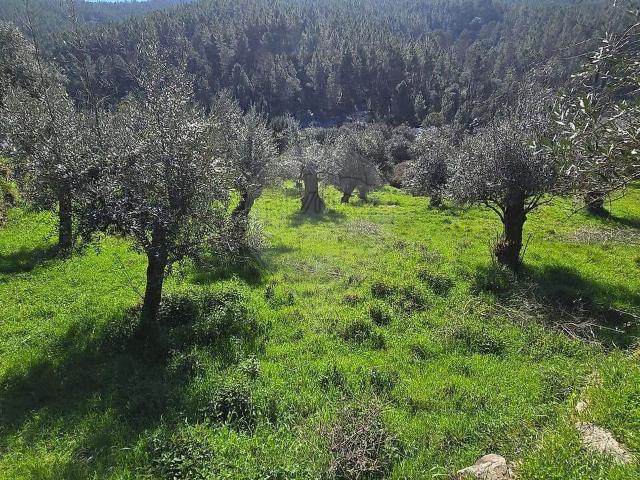 Terreno venda em Barroca, Fundão