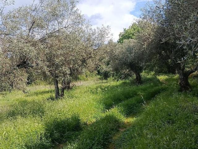 Terreno venda em Benquerença, Penamacor