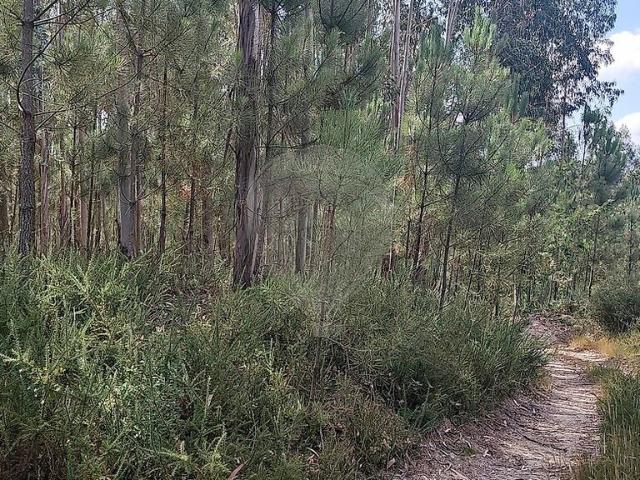Terreno venda em Boa Aldeia, Farminhão e Torredeita, Viseu