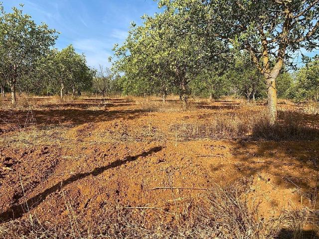 Terreno venda em Boliqueime, Loulé